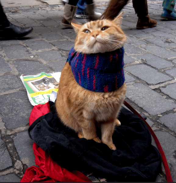 a-street-cat-named-bob