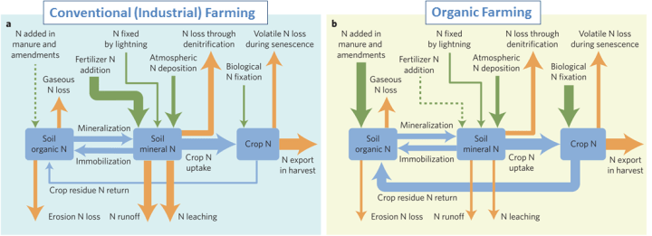 A figure from the 2016 paper Organic Agriculture in the twenty-first century. The figure shows a comparison of nitrogen inputs and outputs for conventional versus organic farms. Conventional farming had much more nitrogen added, in the form of fertilizer, and much of it ends up leaving the soil by leaching and runoff.