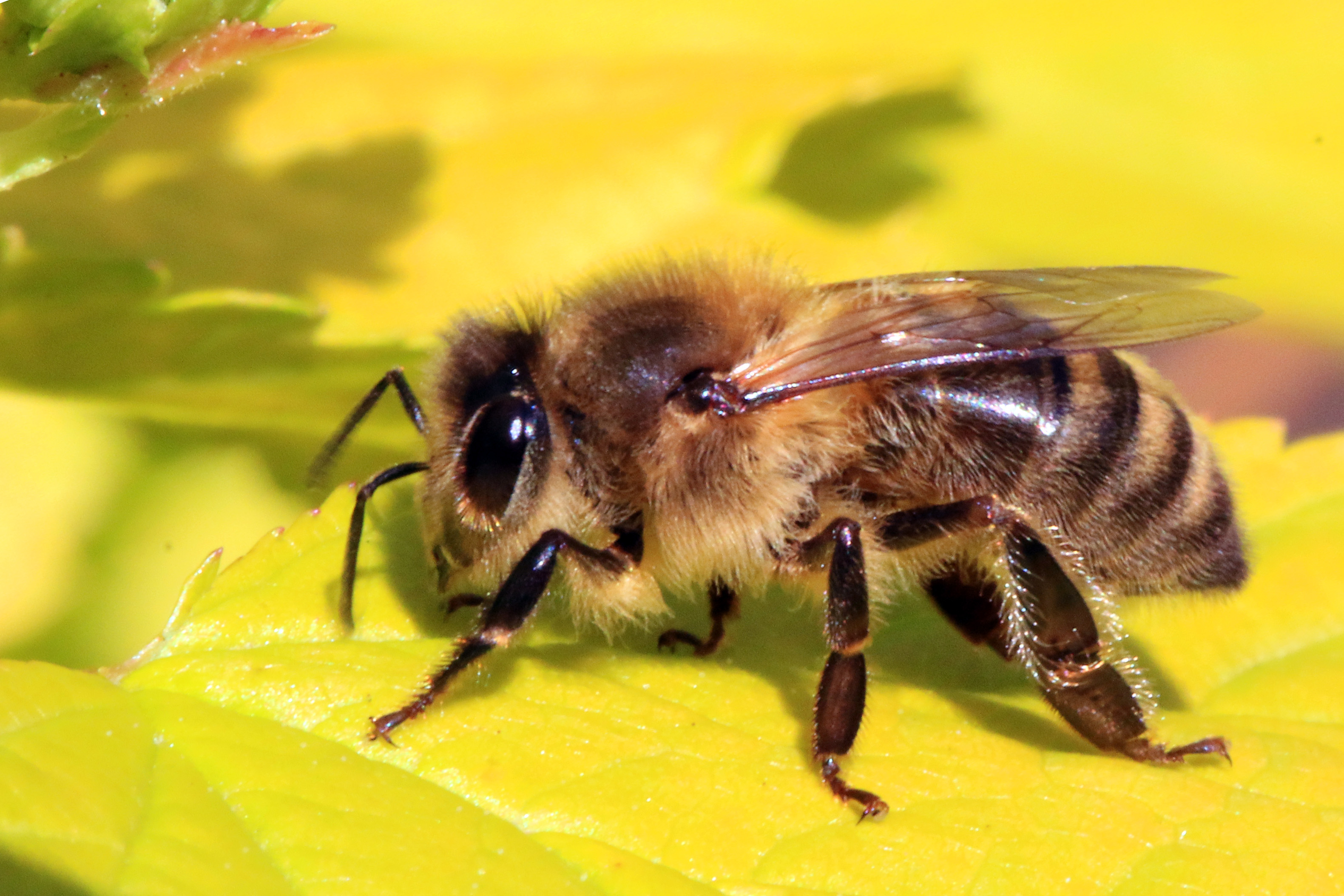 An image of the honey bee (Apis mellifera). Evidence that neonicotinoids are safe for bees.