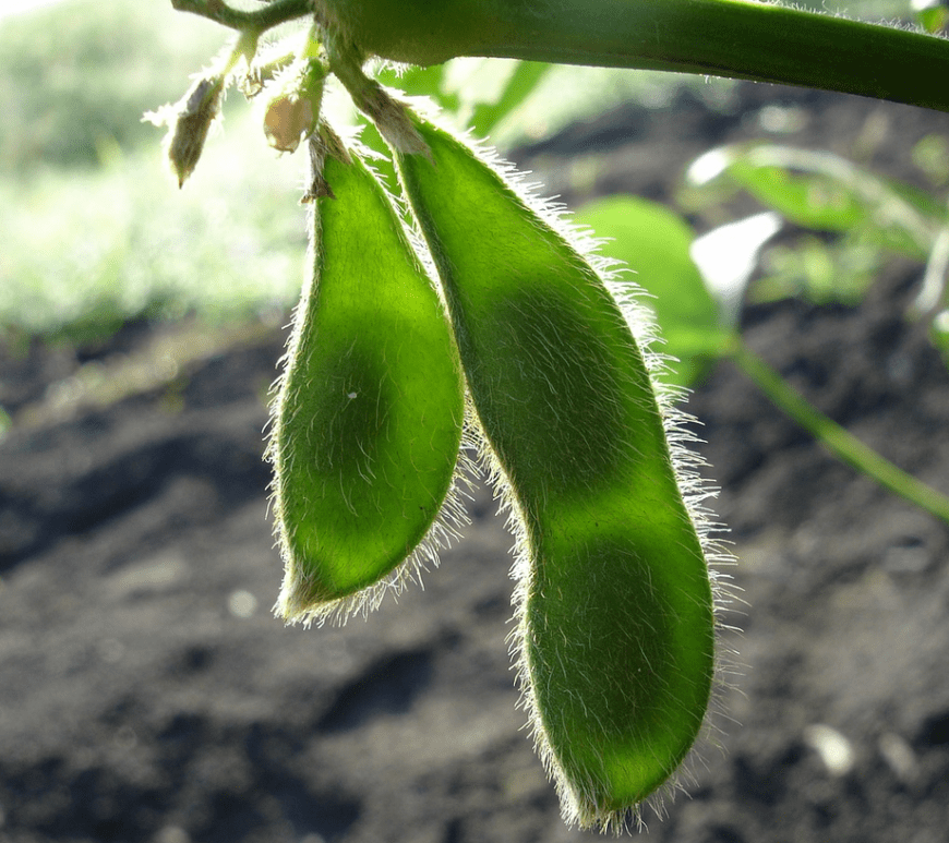 Two soybean (soya bean) pods hanging from a plant in a field.
