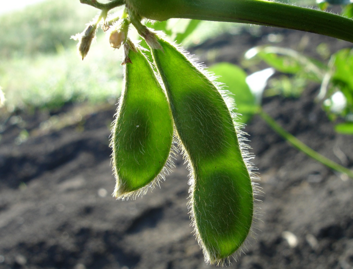 Two soybean (soya bean) pods hanging from a plant in a field.