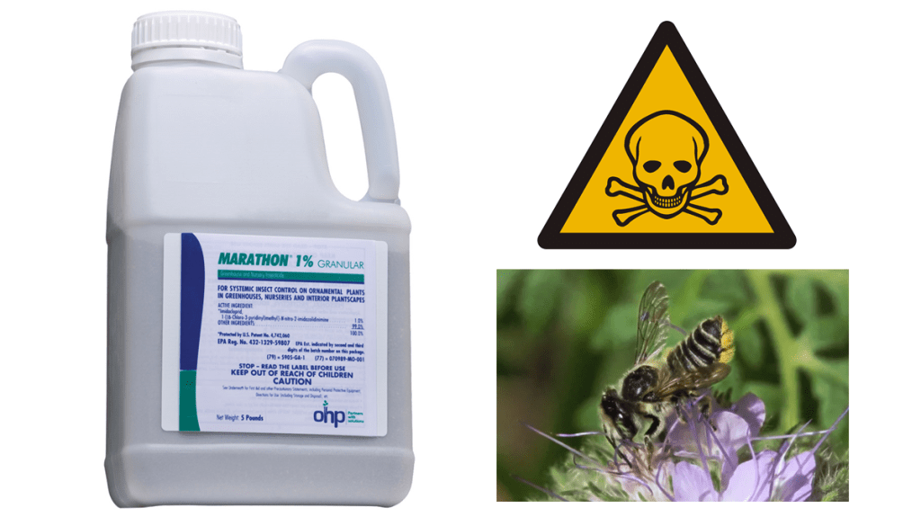 Marathon (imidacloprid) insecticide is toxic to bees. A container of Marathon, supplied by OHP Inc, (Olympic Horticultural Products) is shown on the left. On the right is a toxic symbol and below it, a photo of an alfalfa leafcutting bee foraging on phacelia flowers