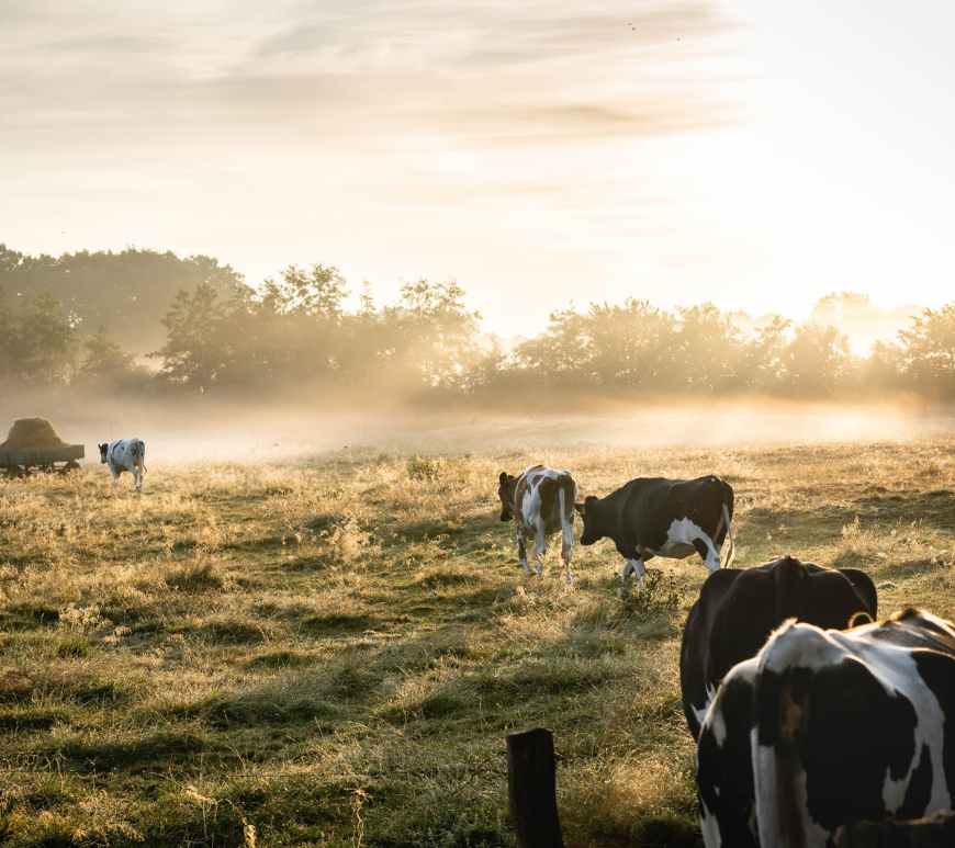 herd of white and black cows on grass field