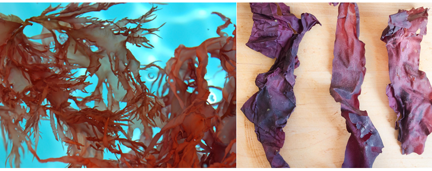 The left image shows the red seaweed dulse growing in blue ocean water. The right image shows crispy dulse on a wooden board.