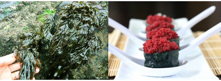 Seaweed sustainability and nutritional benefits. Left Image: Nori (a type of kelp seaweed) growing on rocks on the shore. Right image: vegan sushi rolls made from nori containing bright red faux roe