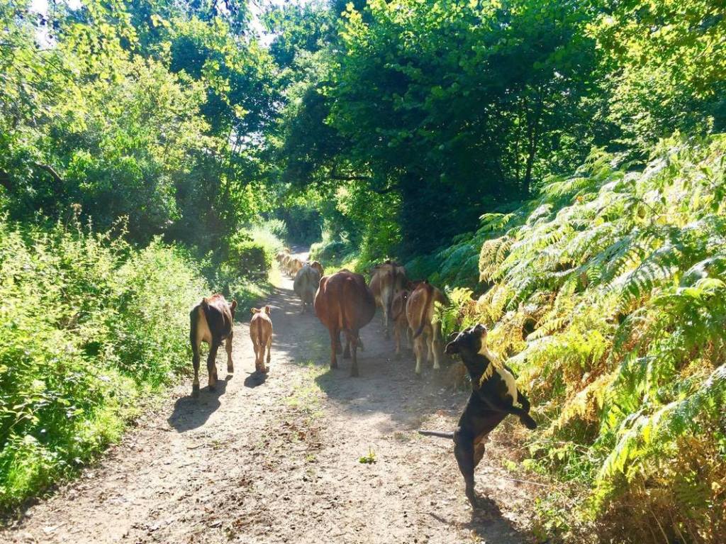 Cows and calves walk down a country lane. Image from Calf at Foot Dairy, UK. The ethical issues with dairy farming.