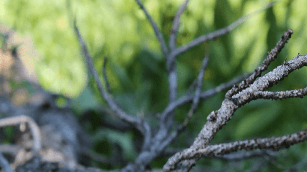 How to evaluate a company, ethics, image of a tree branch