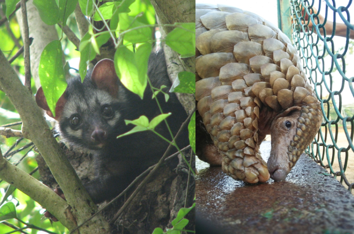 A civet (the animal that transmitted the SARS virus to humans) looking out from a tree on the left. On the right is a pangolin (the animal originally thought to have transmitted the virus that causes COVID-19 to humans) being released from a cage into the wild.