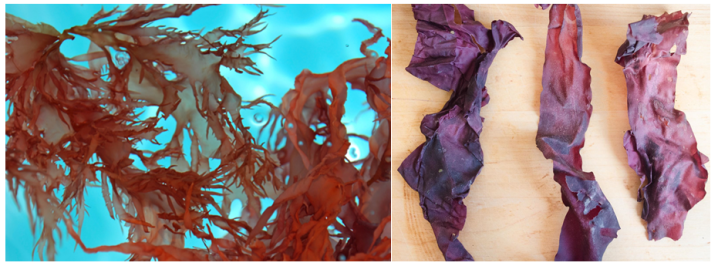 Seaweed sustainability and nutrition. The left image shows the red seaweed dulse growing in blue ocean water. The right image shows crispy dulse on a wooden board.