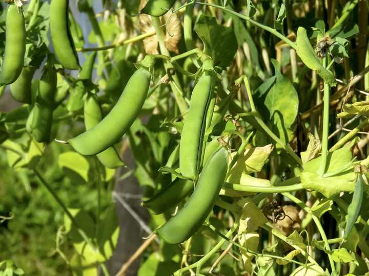 Why are legumes banned in the Paleo Diet? The image shows green peas in their pods hanging from a plant.