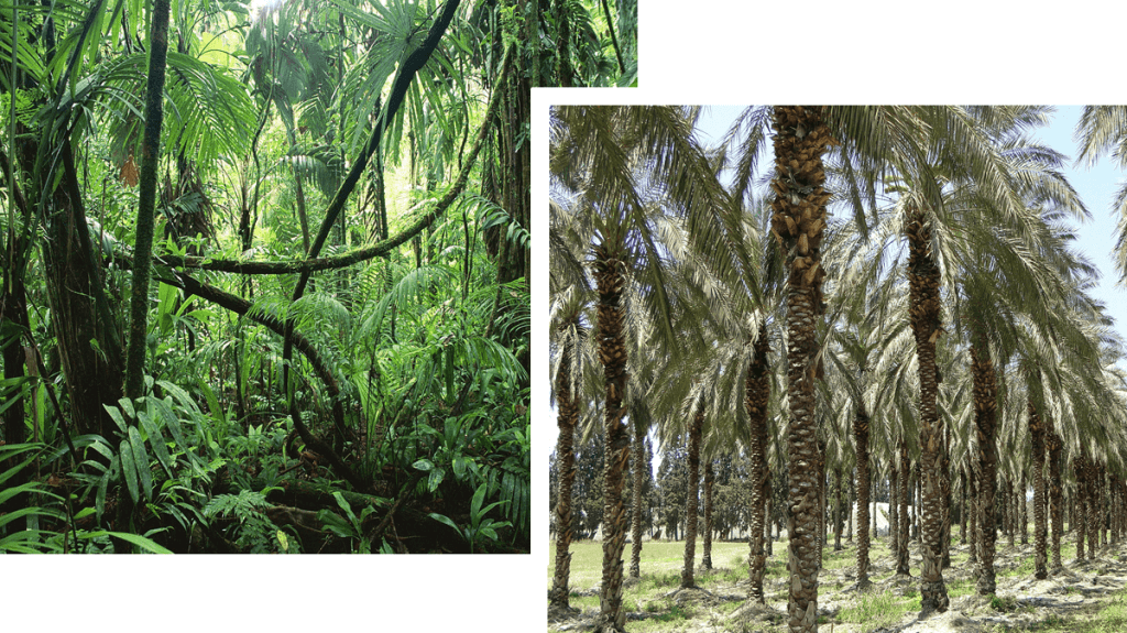 Images showing the difference in plant diversity between a native rainforest and an oil palm plantation. 