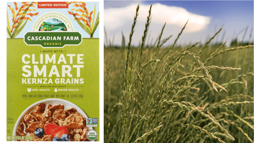 A picture of Cascadian Farm Climate Smart cereal containing Kernza grains is shown next to a picture of a field of Kernza wheatgrass. What is Kernza and is it sustainable?