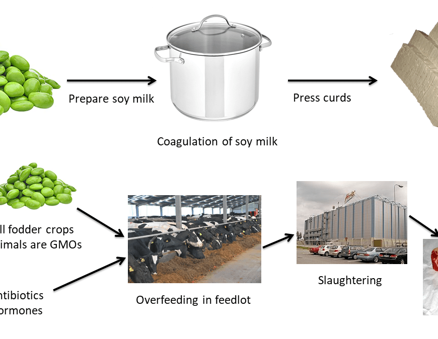 A comparison of the process for making tofu versus meat. Tofu, which entails preparing soy milk, coagulating it, and then pressing it into cakes, is considered an ultra-processed food. Meat, on the other hand entails GMO crops used as fodder (with inputs of glyphosate and neonics) and then the use of antibiotics, hormones and overfeeding to fatten cows before slaughter - and yet meat is considered an unprocessed food. UPF and the NOVA classification system