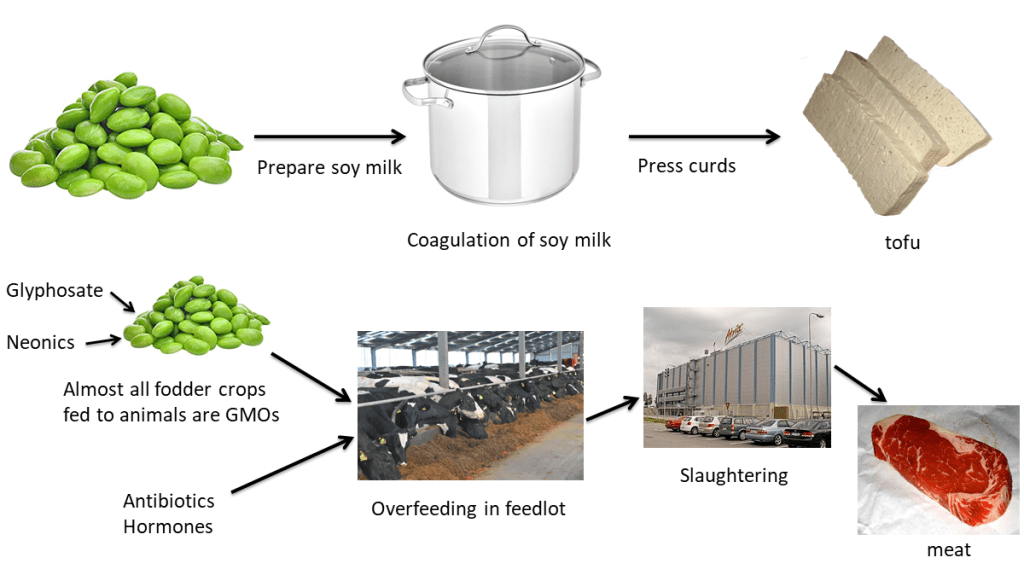 A comparison of the process for making tofu versus meat. Tofu, which entails preparing soy milk, coagulating it, and then pressing it into cakes, is considered an ultra-processed food. Meat, on the other hand entails GMO crops used as fodder (with inputs of glyphosate and neonics) and then the use of antibiotics, hormones and overfeeding to fatten cows before slaughter - and yet meat is considered an unprocessed food. UPF and the NOVA classification system
