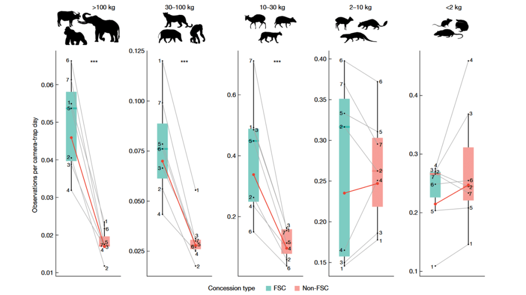A figure from the paper titled FSC-certified forest management benefits large mammals compared to non-FSC (Nature, 2024). The charts show that animals above 10 kg are significantly more abundant in FSC-certified forests than non-FSC forests. 