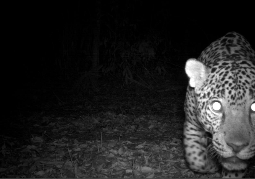 A black an white photo shows a jaguar photographed at night from a camera trap. 