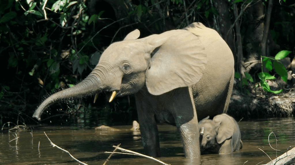 A photo of an adult and baby African Forest Elephant wading and drinking in a pond. Photo: Thomas Breuer, Wikimedia