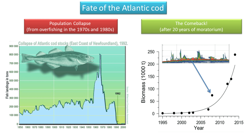 As described in the image caption, two charts are shown. On the left is a chart showing the amount of Atlantic Northwest Cod caught from 1850 until the fishery collapse in 1992. The chart on the right shows a rebound in the fish population from around 2005-2008 to 2015.