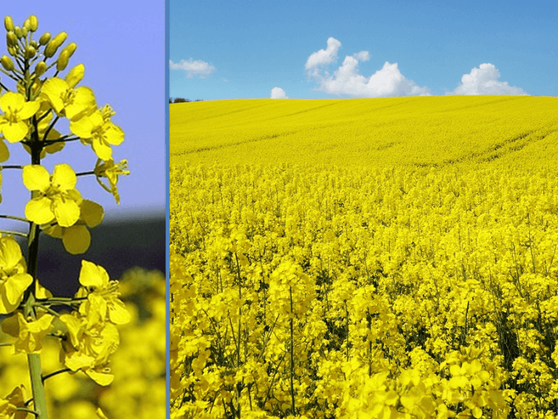 Cooking oil drama! Is this seed oil blend actually ideal?