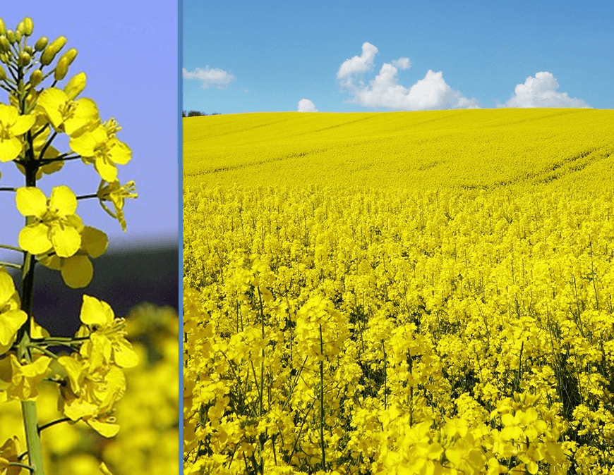 On the left is a close up photo of the bright yellow Rapeseed plant (Brassica napus) and on the right is a field of yellow rapeseed. Rapeseed oil has a good balance of omega-3, 6, and 9 fats.