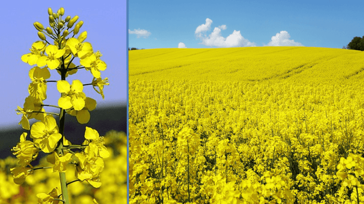 On the left is a close up photo of the bright yellow Rapeseed plant (Brassica napus) and on the right is a field of yellow rapeseed. Rapeseed oil has a good balance of omega-3, 6, and 9 fats.